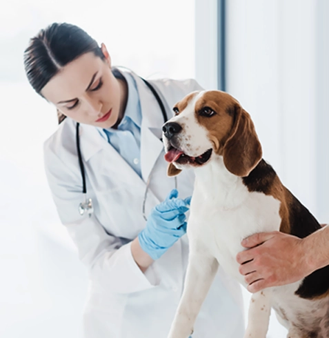 Beytüşşebap Veteriner