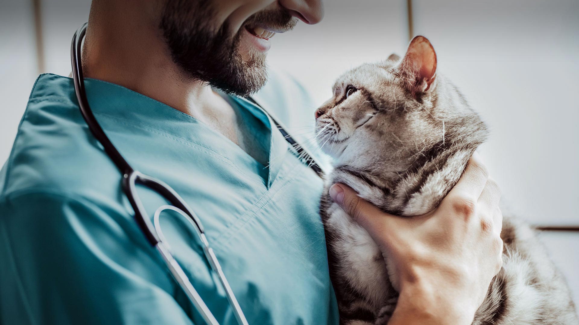 Beytüşşebap Veteriner